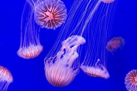 Jellyfish - chrysaora pacifica Stock Photos