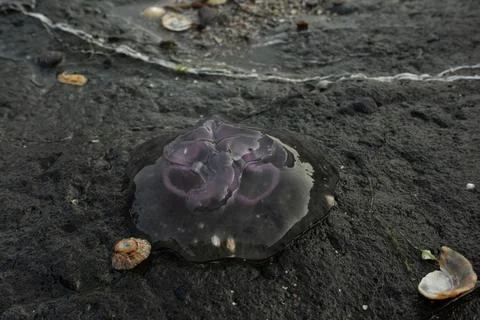 Jellyfish with circular purple pattern washed ashore Stock Photos