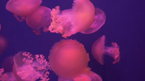 Jellyfish close up with changing lights Stock Footage 113837127