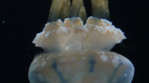 Jellyfish Close-Up Floating Stock Footage 7187068