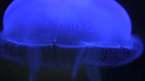 Jellyfish Close Up Video stock 45654333