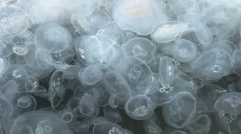 Jellyfish close-up Stock Footage 50024828