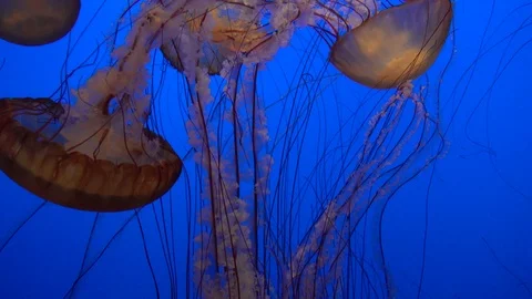 Jellyfish Close Stock Footage 72201597