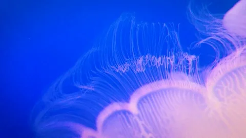Jellyfish Up Close Stock Footage 90312690