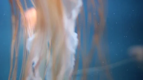 Jellyfish Close Stock Footage 98679016