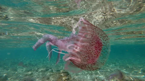 Jellyfish close-up Vidéo 155203792