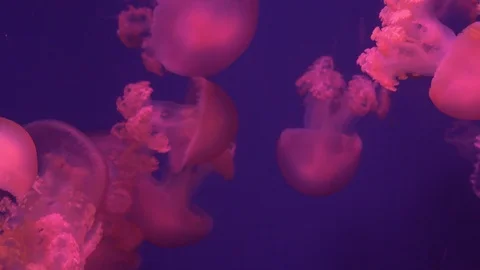Jellyfish close up with lights Stock Footage 113837007