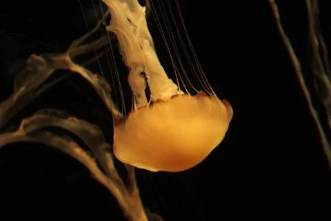 Jellyfish Close up 库存照片