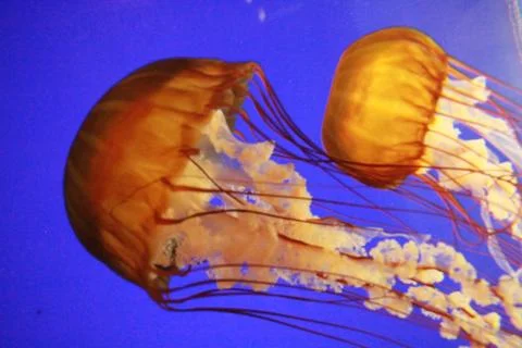 Jellyfish Close up 库存照片