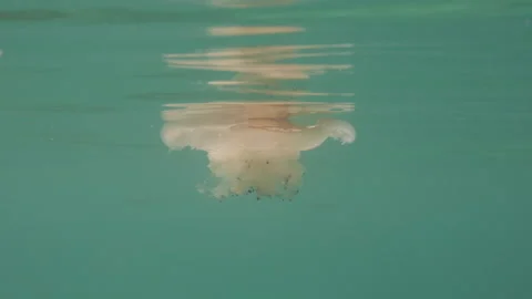 A jellyfish close to the water surface Stock Footage 230628479
