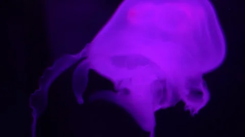 Jellyfish Closeup Stock Footage 157497053