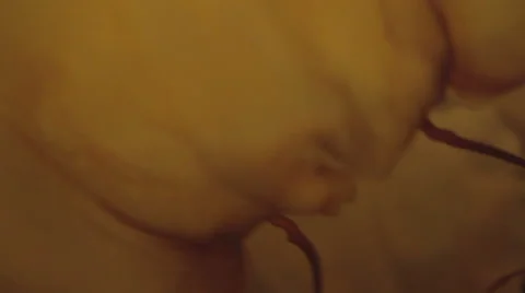 Jellyfish Closeup in Slow Motion Vídeos de archivo 68061725
