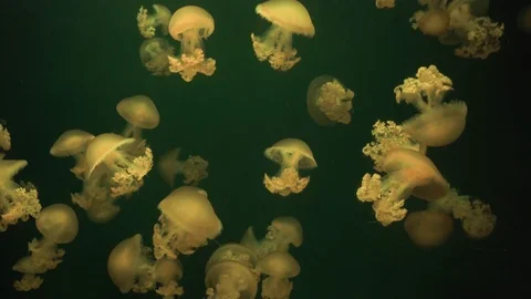 Jellyfish with color lights Video stock 113836923