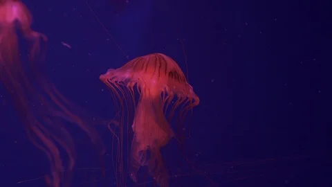 A jellyfish compass is floating in the ocean. Stock Footage 125581120