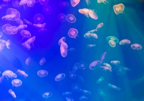 Jellyfish, Cross process technique for background use Stock Photos