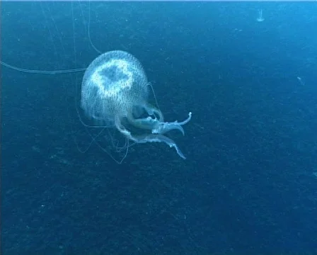 Jellyfish (D077) 動画素材 150116
