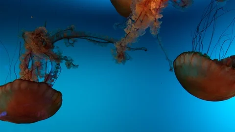 Jellyfish dance 4K Stock Footage 122439041