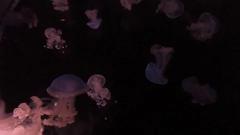 Jellyfish dance 库存影片 127512916