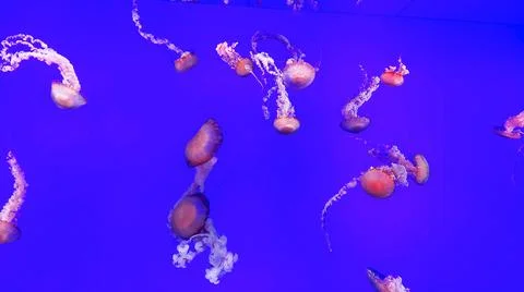 Jellyfish dance Stock Photos