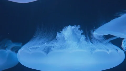 Jellyfish dance in the water Stock Footage 101443999