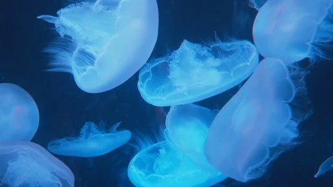 Jellyfish dance in the water Stock Footage 101444129