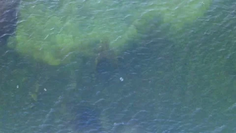 Jellyfish in dark waters Stock Footage 138417194