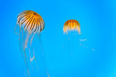 Jellyfish in the deep blue background Stock Photos