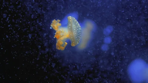 Jellyfish in the deep blue ocean with bright illuminance Stock Footage 120132702