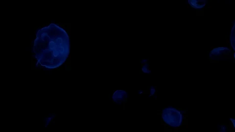 Jellyfish in the deep blue ocean with bright illuminance Stock Footage 120133044