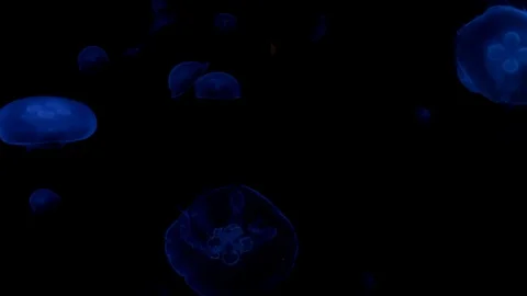 Jellyfish in the deep blue ocean with bright illuminance Stock Footage 120133087