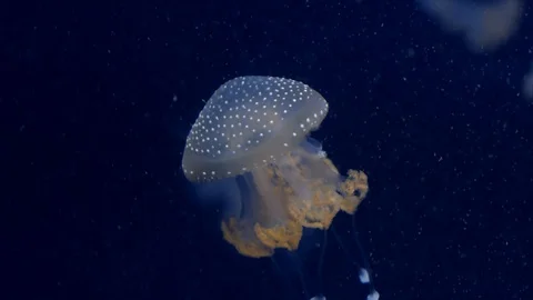 Jellyfish in the deep blue ocean with bright illuminance Stock-Footage 120595445