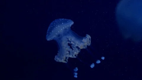 Jellyfish in the deep blue ocean with bright illuminance Stock Footage 120595887