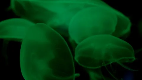 Jellyfish in the deep blue ocean with bright illuminance Stock Footage 120596047