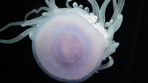 Jellyfish deep in the ocean Stock Footage 43722491