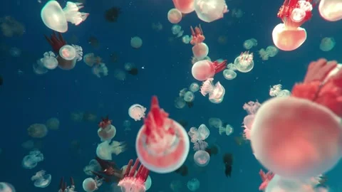 Jellyfish in the deep sea Stock Footage 252721558