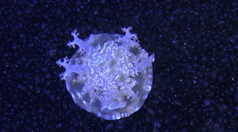 Jellyfish in deep water Stock Footage 55083780