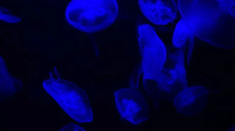 Jellyfish with different colors Stock Footage 34338055