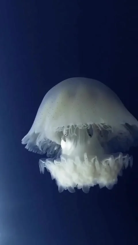 Jellyfish Dive into the Ocean with Their Smooth Bodies and Hypnotic Movements Stock Footage 319750138