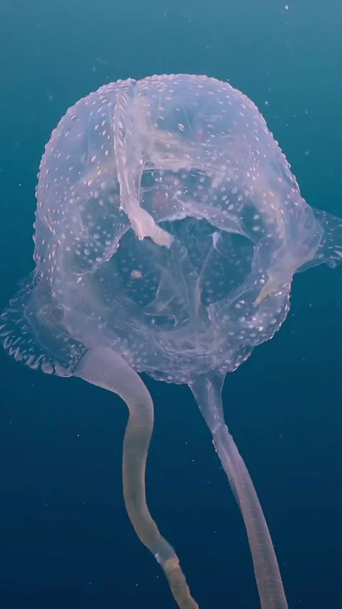 Jellyfish Dive into the Ocean with Their Smooth Bodies and Hypnotic Movements Stock Footage 320038063