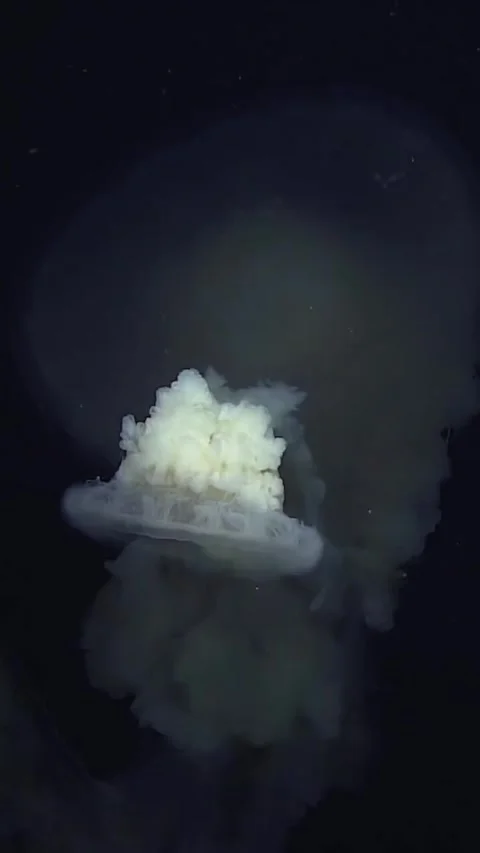 Jellyfish Dive into the Ocean with Their Smooth Bodies and Hypnotic Movements Video stock 320038158