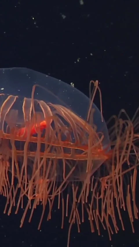 Jellyfish Dive into the Ocean with Their Smooth Bodies and Hypnotic Movements Stock Footage 320986194