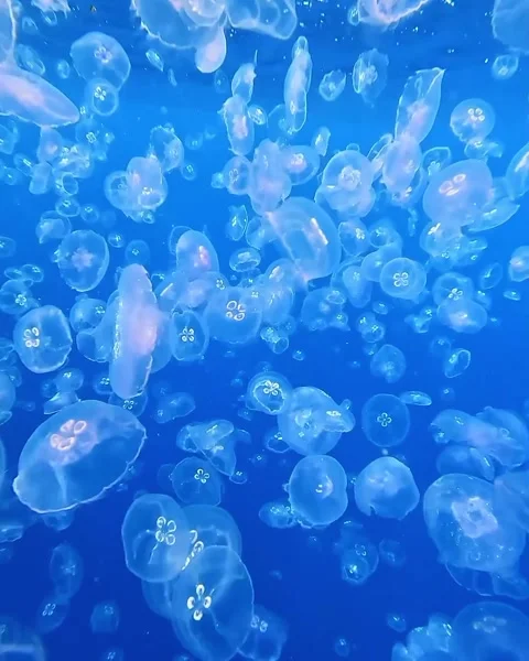 Jellyfish Dive into the Ocean with Their Smooth Bodies and Hypnotic Movements Stock Footage 321175733