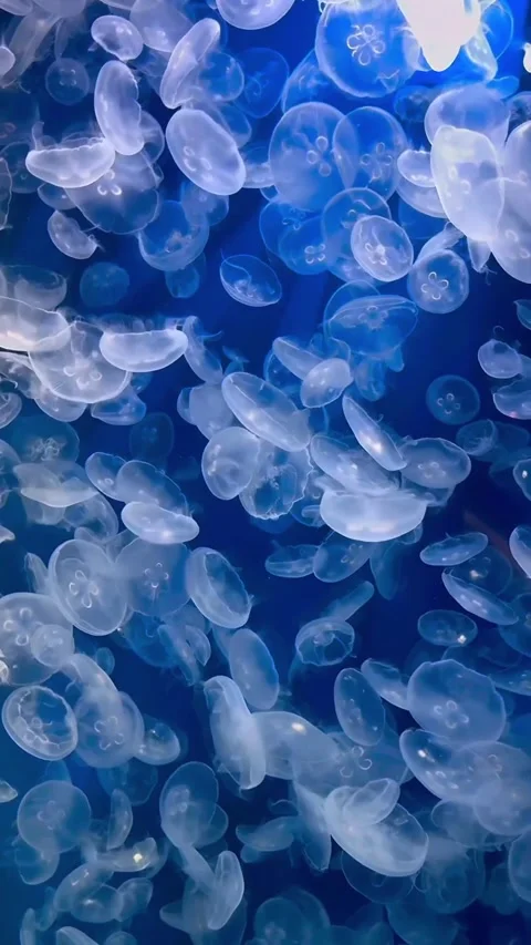 Jellyfish Dive into the Ocean with Their Smooth Bodies and Hypnotic Movements Stock Footage 321408672