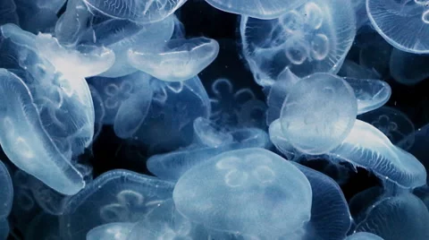 Jellyfish Dream Stock Footage 49932522