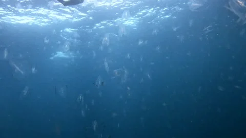 Jellyfish drifting underwater in the open ocean during the Sardine Run in S.. Stock Footage 342320224