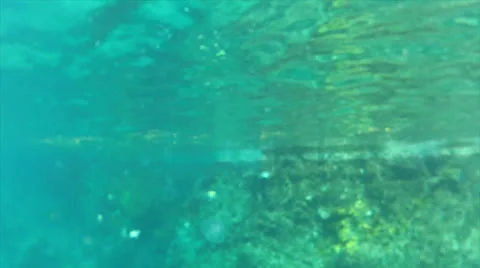 Jellyfish driveby Stock Footage 24336627