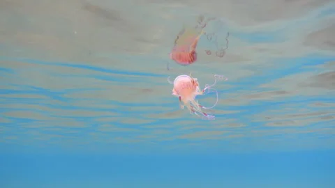 Jellyfish eats fish in the sea. 4K stock video footage Stock Footage 300389420