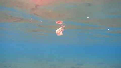 Jellyfish eats fish in the sea. Struggle for life Stock Footage 300213355