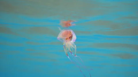 Jellyfish eats fish in the sea. Underwater struggle for existence Stock Footage 300210598