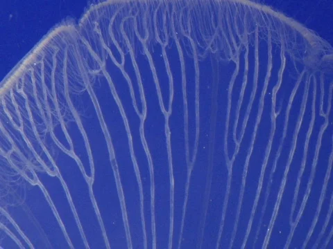 JellyFish ECU Edge Stock Footage 504938